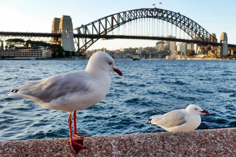 Seberapa Suka Kamu Dengan Sydney, Put?! Seberapa Suka Kamu Dengan Sydney, Put?!