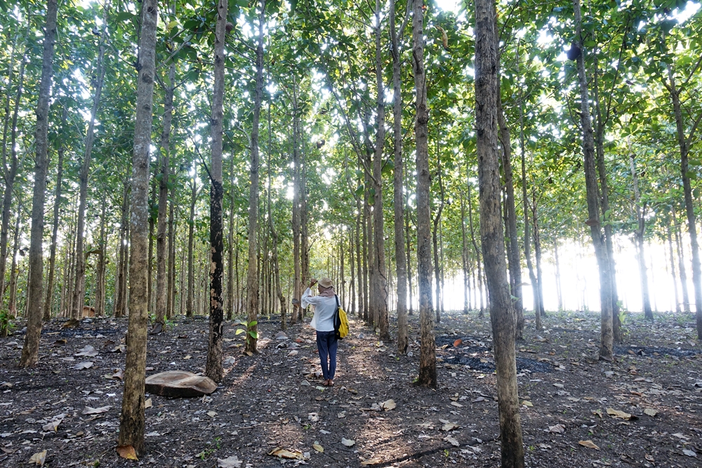 Bersarang di Bukit Jomblo