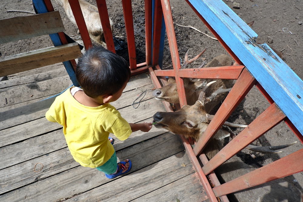 Jumpa Puluhan Rusa di Penangkaran Rusa Maliran Jumpa Puluhan Rusa di Penangkaran Rusa Maliran