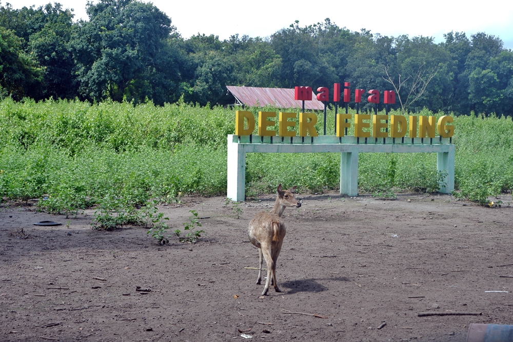 Jumpa Puluhan Rusa di Penangkaran Rusa Maliran Jumpa Puluhan Rusa di Penangkaran Rusa Maliran